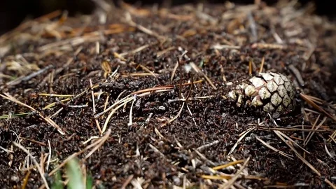 Anthill, ants, ants work, work, build Vídeos de archivo 75664900