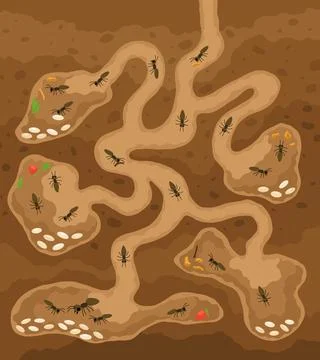 An anthill. Ants in burrows and passages underground with queen uterus, larvae Illustrazione stock