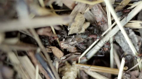 Anthill with ants Stock Footage 43114909