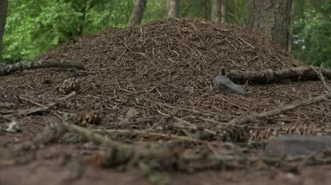 Anthill With Ants 스톡 동영상 53291314