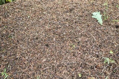 Anthill with ants in the forest. Close-up forest anthill landscape. Stock Photos