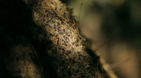 Anthill, ants, forest Stock Footage 52080140