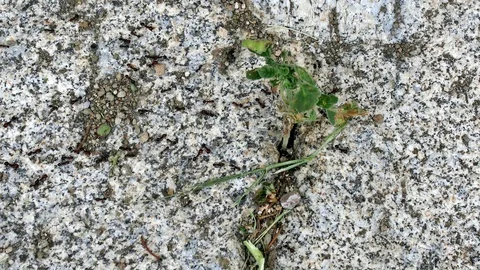 Anthill, ants on granite Stock Footage 117086426