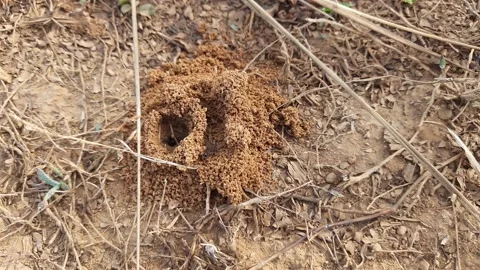 Anthill of Ants in ground. Video stock 238743210