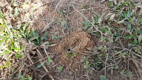 Anthill of Ants in ground. 库存影片 238743433