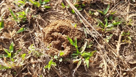 Anthill of Ants in ground. 库存影片 238743474