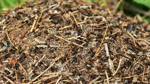 Anthill. Ants moving in an anthill close-up.Crowd, hustle and bustle symbol. Stock Footage 302824887