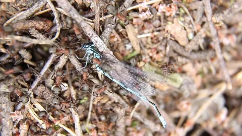 In an anthill, ants pull a dragonfly into a hole. Stock Footage 244408823