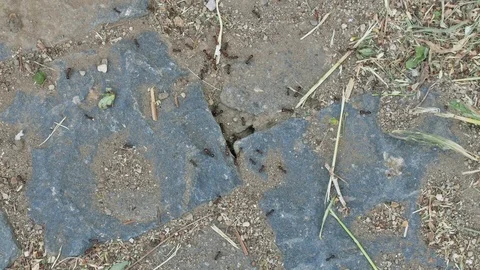 Anthill, ants on stone Stock Footage 117084005