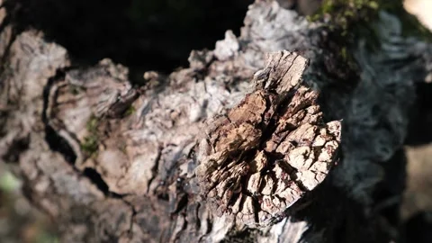 Anthill. Ants on the stump. Spring bugs. Stock Footage 170256555