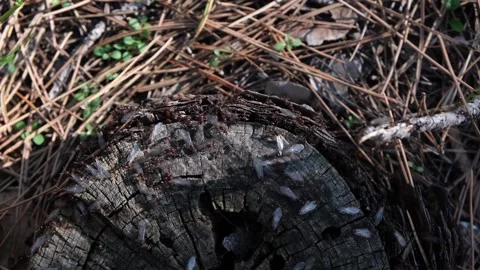 Anthill. Ants on the stump. Spring bugs. Stock Footage 170288100