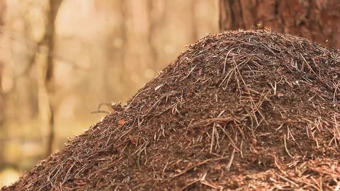 Anthill with ants in the wild forest Stock Footage 121017868