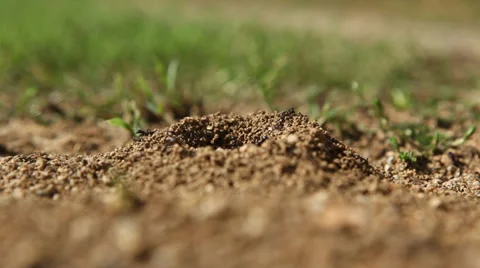 Anthill - Ants, working animals Stock Footage 38708786