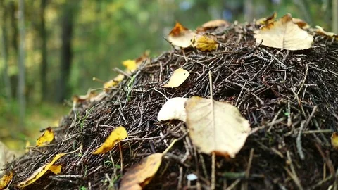 Anthill autumn closeup. Stock Footage 69809322