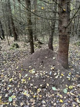Anthill in the autumn forest Stock Photos