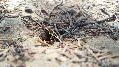 Anthill on the beach - close up of ants - macro footage Video stock 114700014