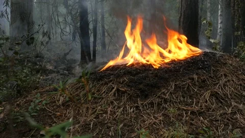 Anthill is being destroyed by a forest fire in Siberia. Stock Footage 168325984