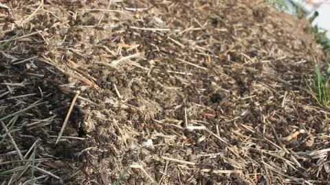 Anthill of big ants up in the mountains Stock Footage 238760796