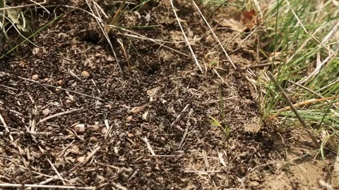 Anthill black ants Stock Footage 75047332