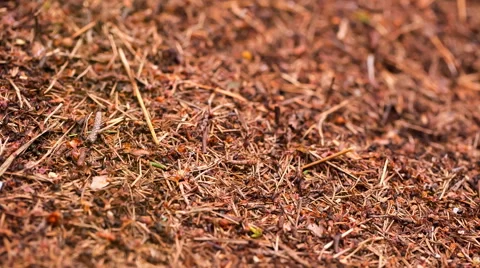 Anthill with brown forest ants. Full HD RAW video Stock Footage 58669736