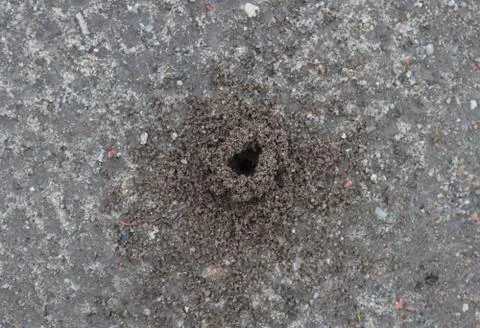 Anthill burrow in the field. Stock Photos
