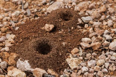 Anthill chimneys without ant traffic just before rain Stock Photos