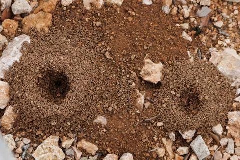 Anthill chimneys without ant traffic just before rain Фото