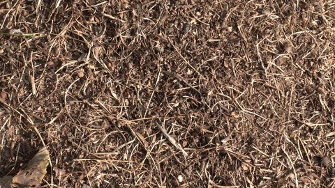 Anthill close up. Ant colony in forest. Ants cooperation. 4K Stock Footage 123436575