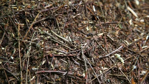Anthill. Close-up of ants nest. Large ant hill in summer forest. Stock Footage 245609225