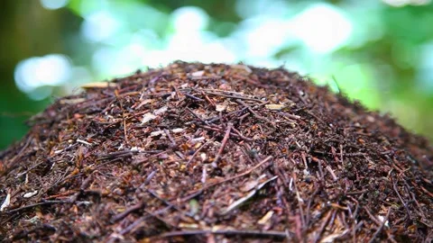 Anthill. Close-up of ants nest. Large ant hill in summer forest. Stock Footage 245609268