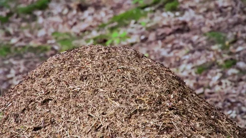 Anthill. Close-up of ants nest. Large ant hill in summer forest. Stock Footage 260875506