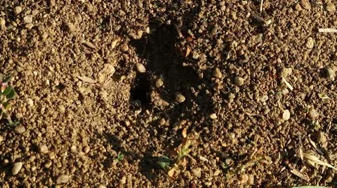Anthill, close up of ants working Stock Footage 8950706