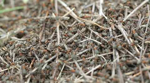 Anthill close-up Stock Footage 24803259