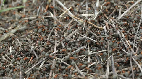 Anthill close-up Stock Footage 24803264
