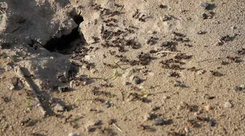 Anthill, close-up Stock Footage 36753481