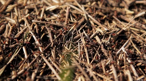 Anthill close-up Stock Footage 50398467