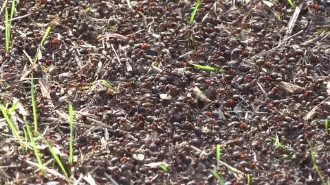 Anthill close up Stock Footage 79841657