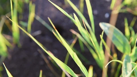 Anthill Close Up Stock Footage 88073639