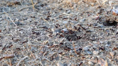 Anthill close up Stock Footage 96120214