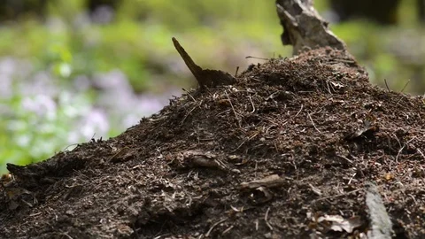 Anthill close up, on green blurred background Stock-Footage 88946196
