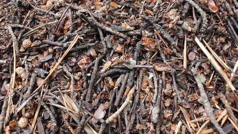 Anthill close-up Insects Stock Footage 77198392