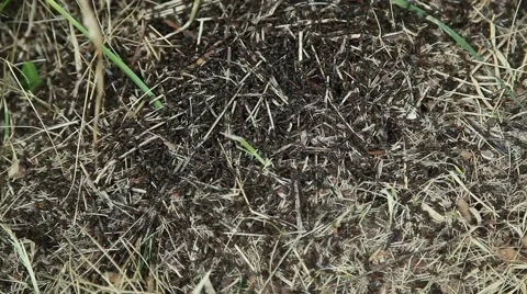 Anthill close-up. large black ants. Stock Footage 63210250
