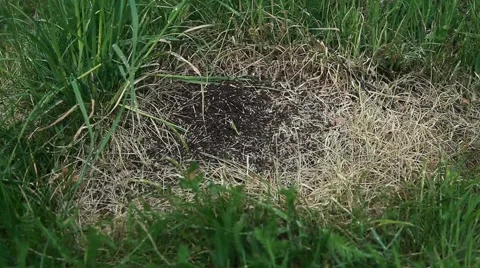 Anthill close-up. large black ants. Stock Footage 63210252