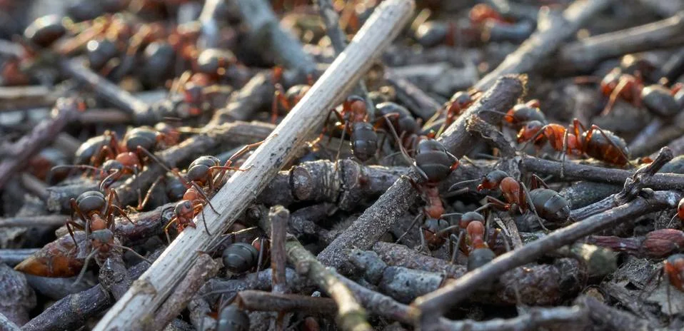 Anthill on close-up Stock Photos