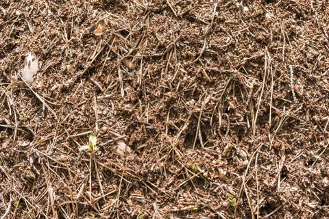 Anthill close-up with a red ants Stock Photos