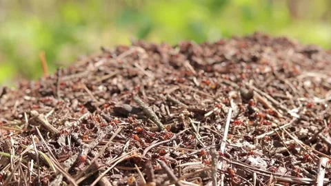 Anthill close-up, spring, ants are making their home Stock Footage 272216370