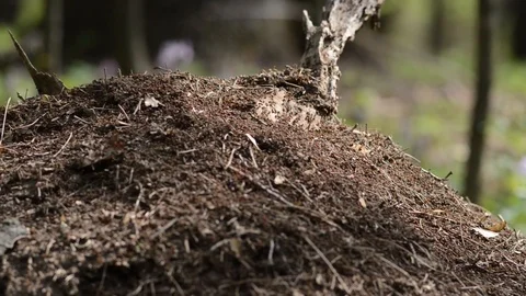 Anthill closeup Stock Footage 88946192