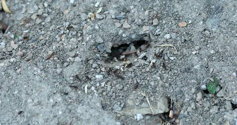 Anthill  Closeup Stock-Footage 108210929