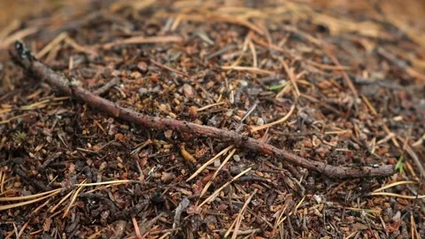 An anthill with a colony ants in close-up. An anthill in a pine coniferous Stock Footage 231536705
