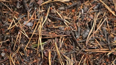 An anthill with a colony ants in close-up. An anthill in a pine coniferous Stock Footage 231536733